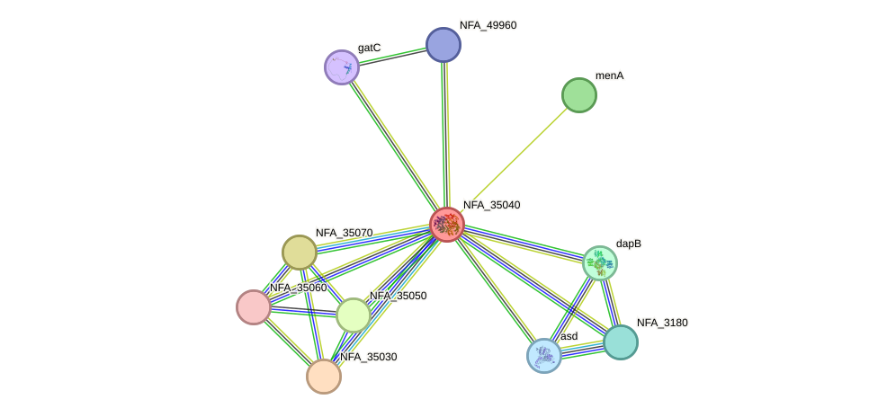 STRING protein interaction network