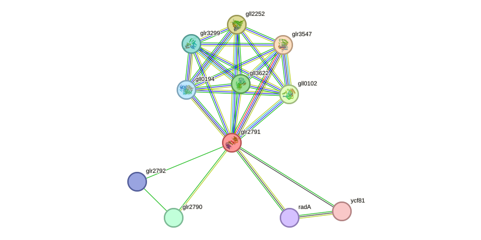 STRING protein interaction network