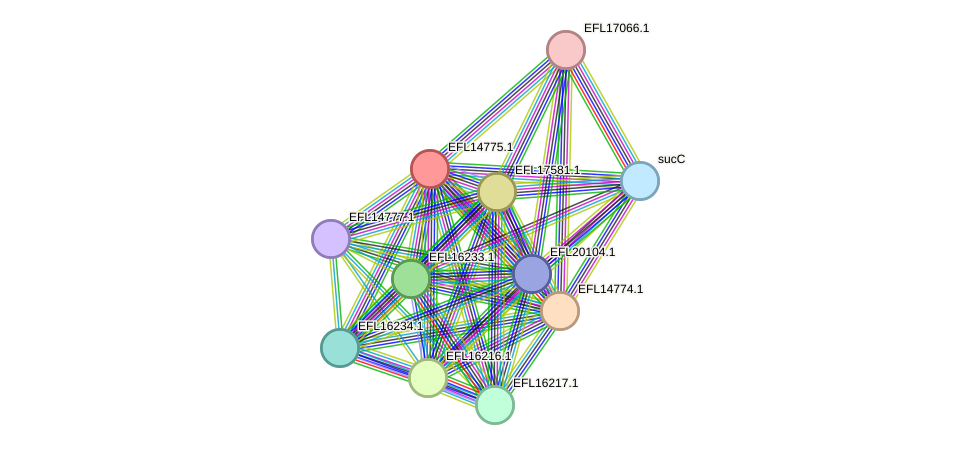 STRING protein interaction network