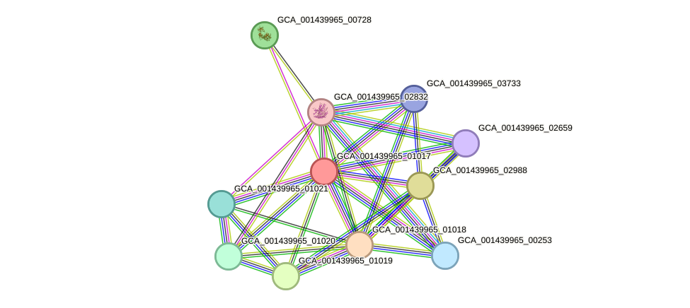 STRING protein interaction network