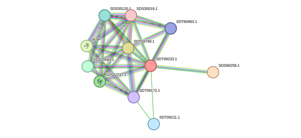 STRING protein interaction network