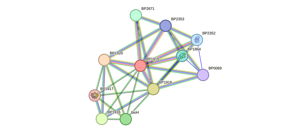 STRING protein interaction network