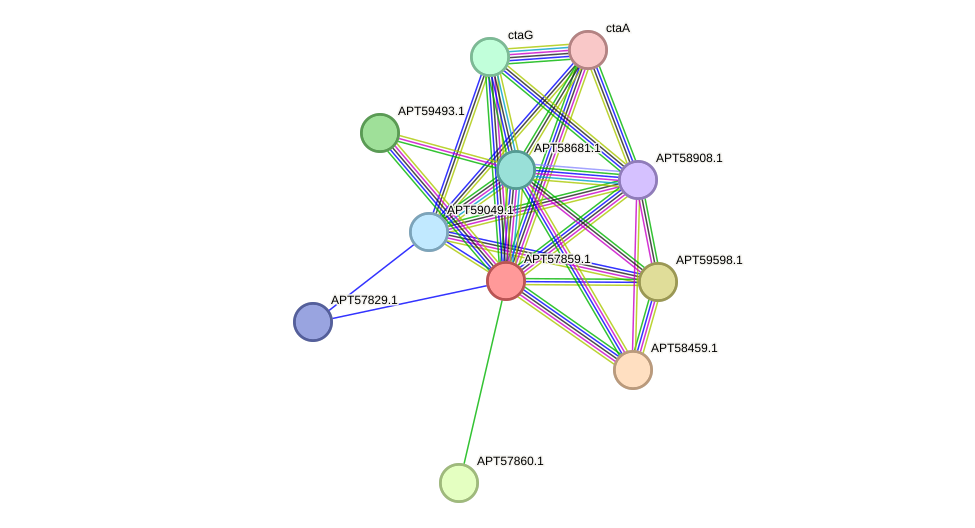 STRING protein interaction network