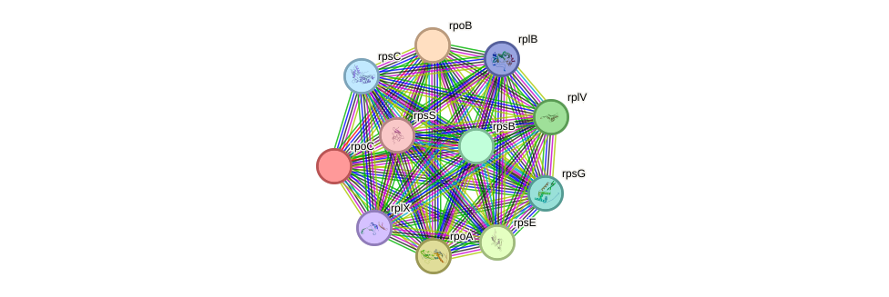 STRING protein interaction network