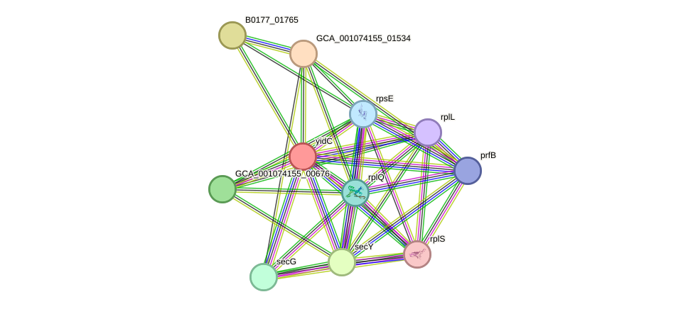 STRING protein interaction network