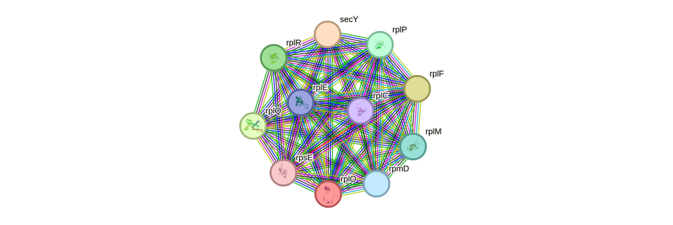 STRING protein interaction network