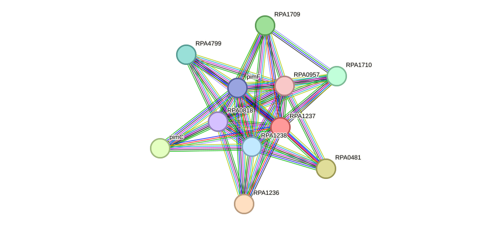 STRING protein interaction network