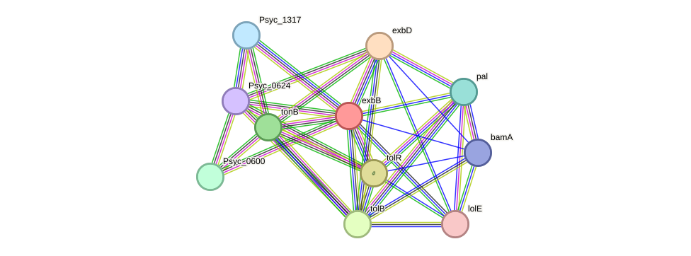 STRING protein interaction network