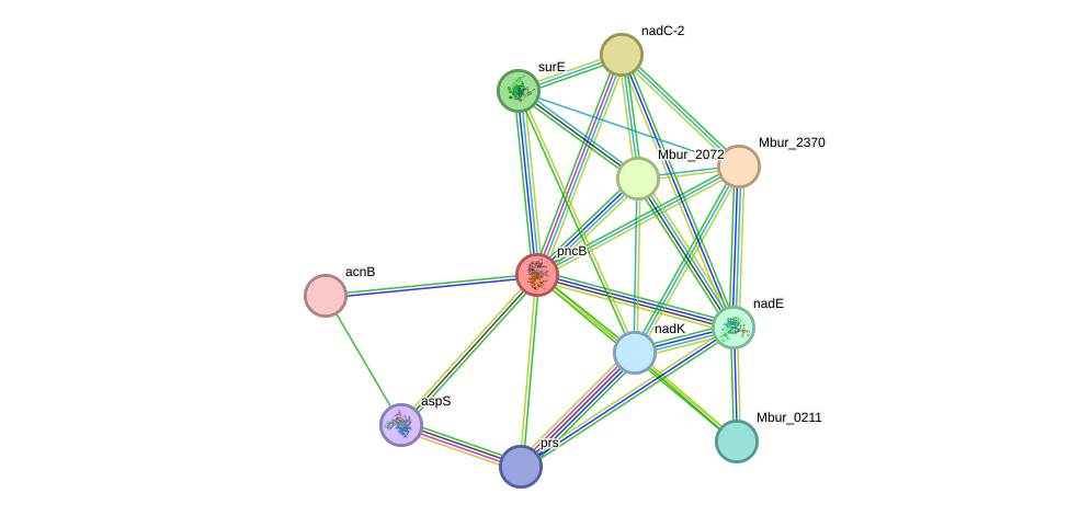 STRING protein interaction network