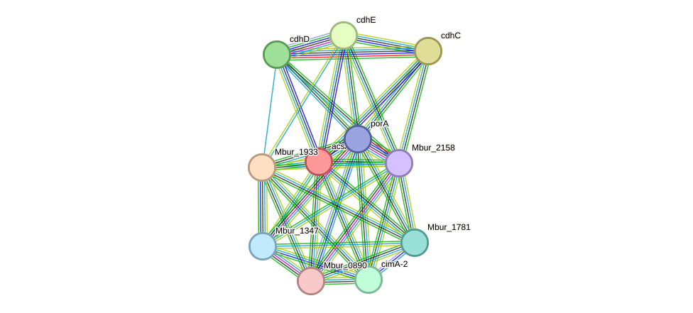 STRING protein interaction network