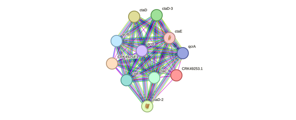 STRING protein interaction network