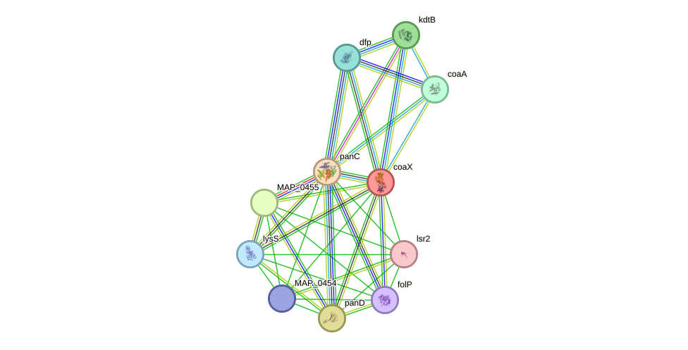 STRING protein interaction network