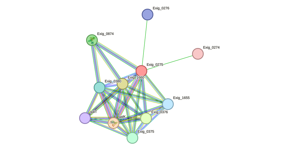 STRING protein interaction network