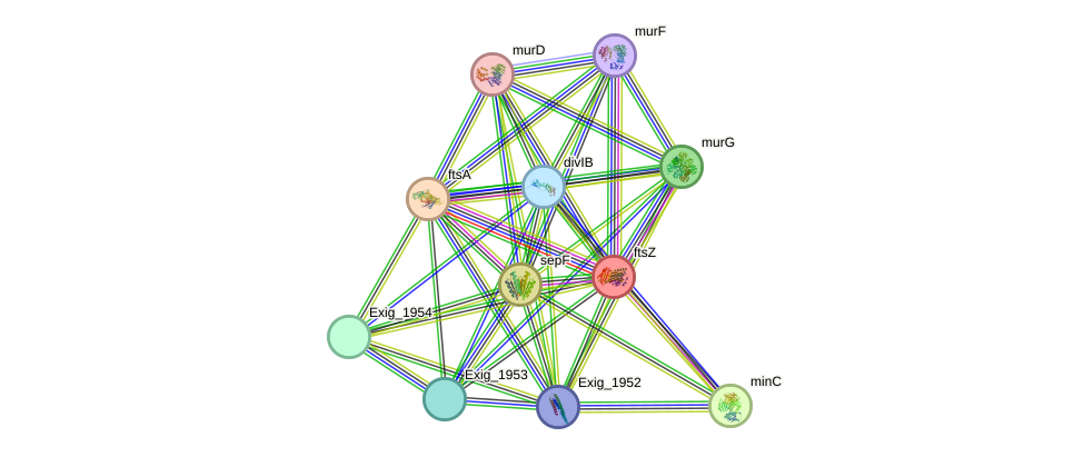 STRING protein interaction network