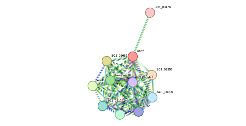 STRING protein interaction network