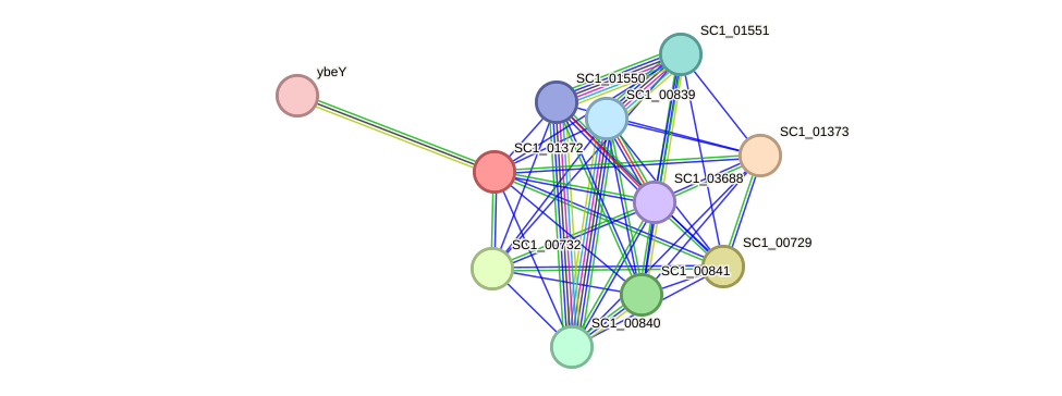 STRING protein interaction network