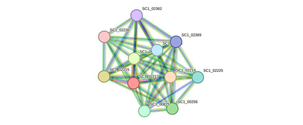 STRING protein interaction network