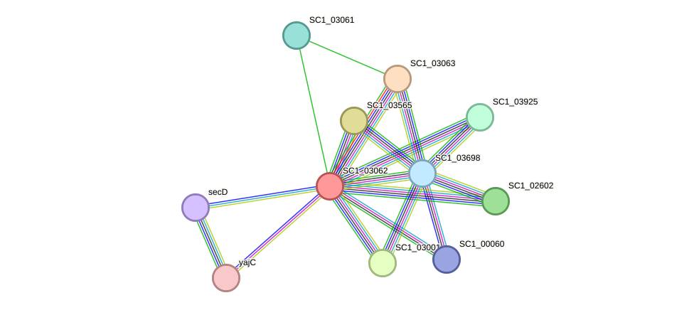 STRING protein interaction network