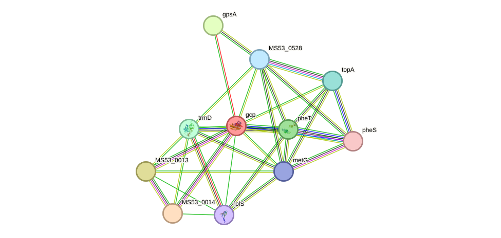 STRING protein interaction network