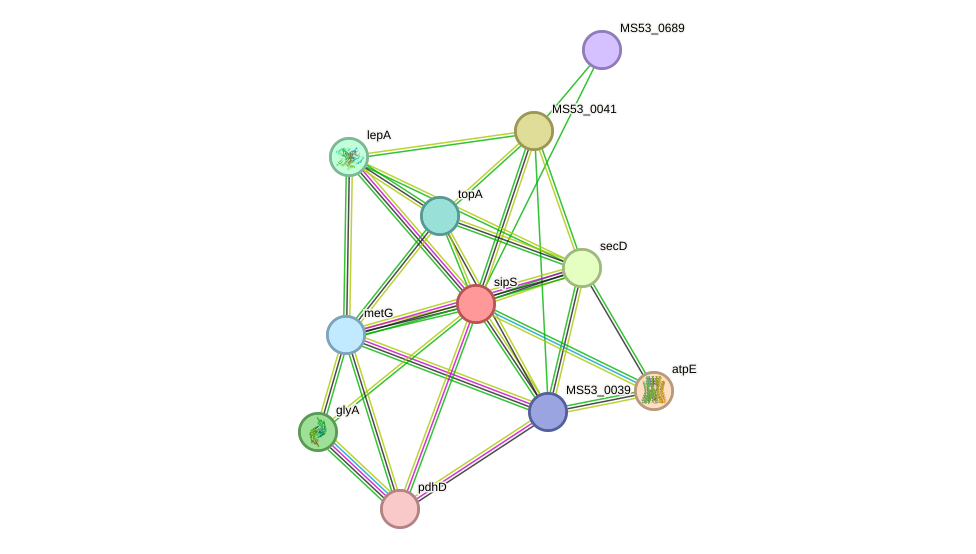 STRING protein interaction network