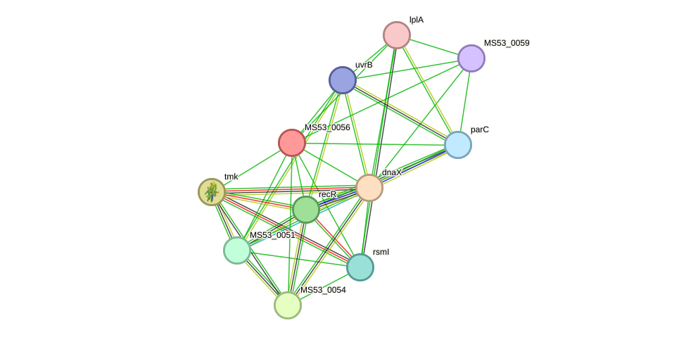STRING protein interaction network