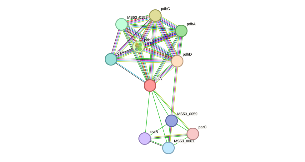 STRING protein interaction network
