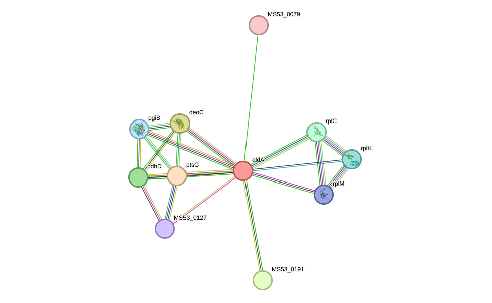 STRING protein interaction network