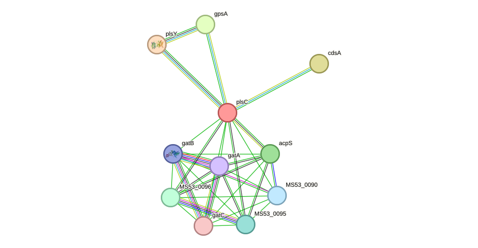 STRING protein interaction network