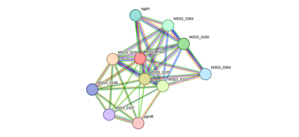STRING protein interaction network