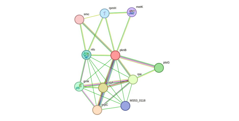 STRING protein interaction network