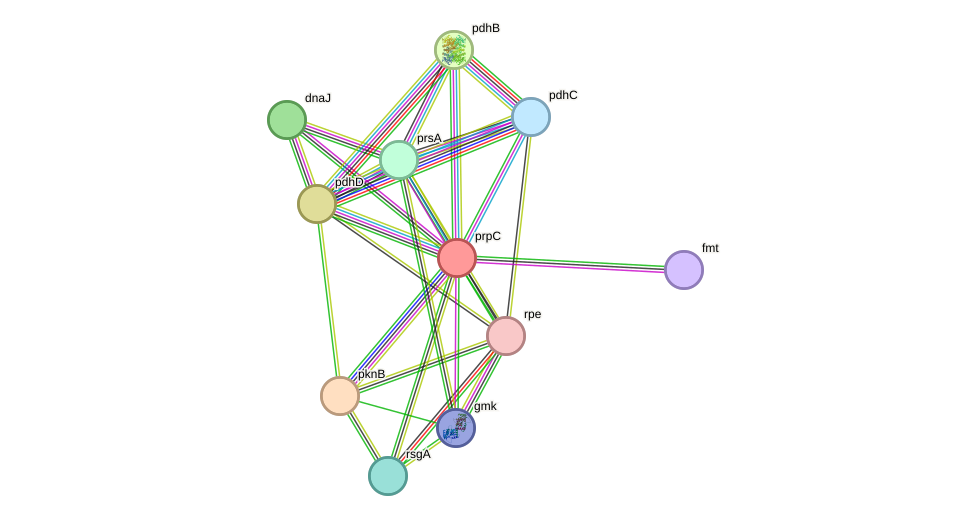 STRING protein interaction network