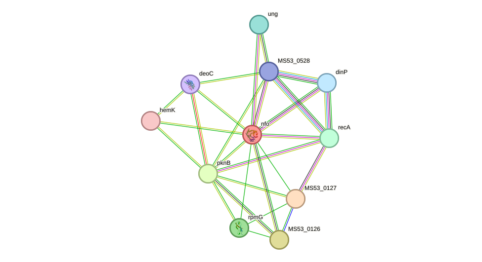STRING protein interaction network