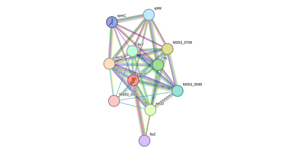 STRING protein interaction network