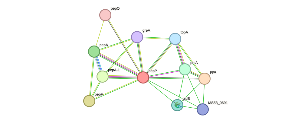STRING protein interaction network