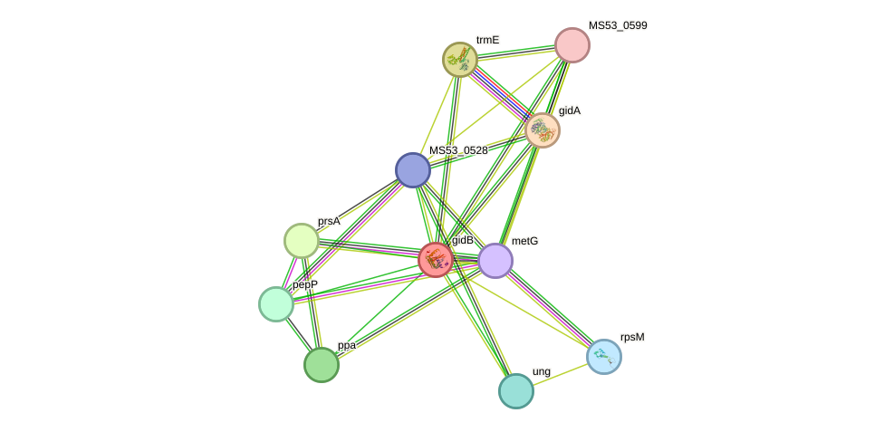 STRING protein interaction network