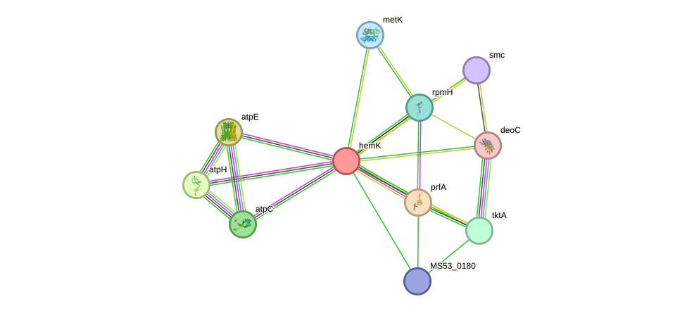 STRING protein interaction network