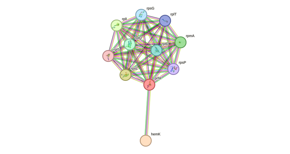 STRING protein interaction network