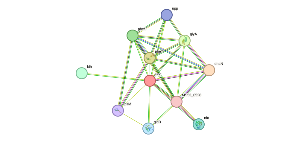 STRING protein interaction network