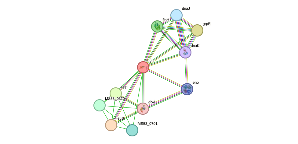 STRING protein interaction network