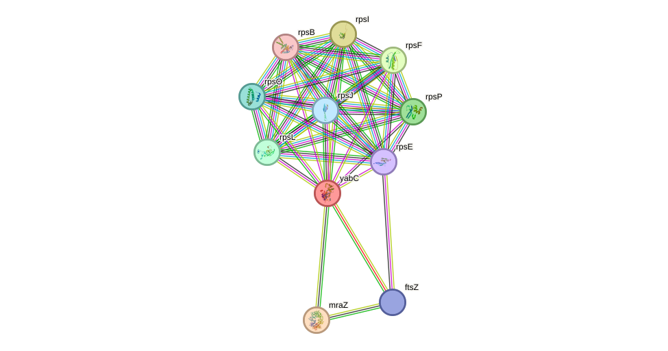 STRING protein interaction network