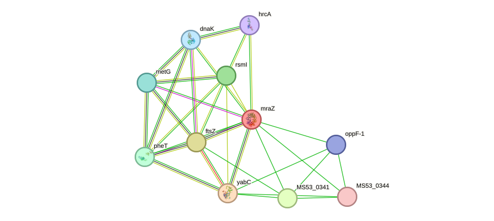 STRING protein interaction network