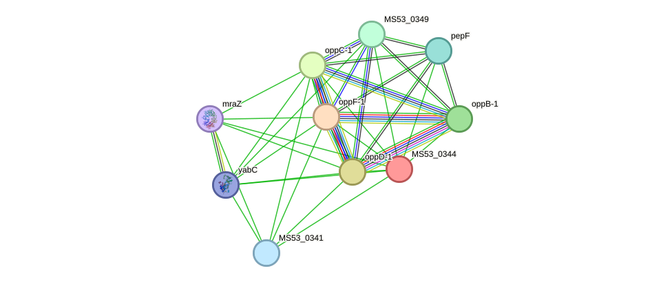 STRING protein interaction network