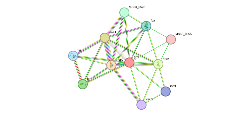 STRING protein interaction network