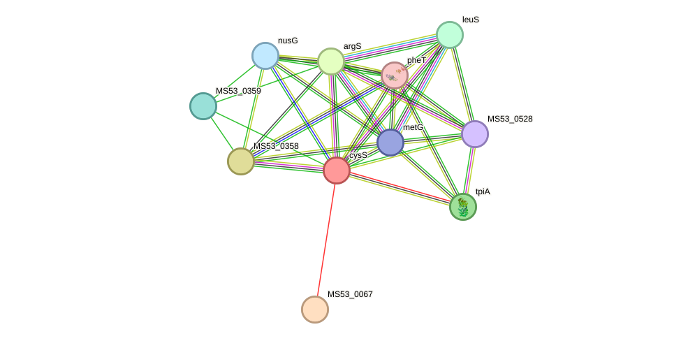 STRING protein interaction network