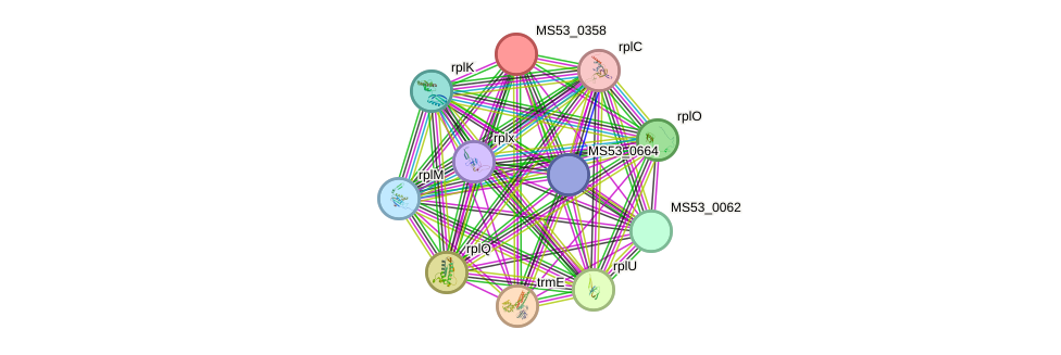 STRING protein interaction network