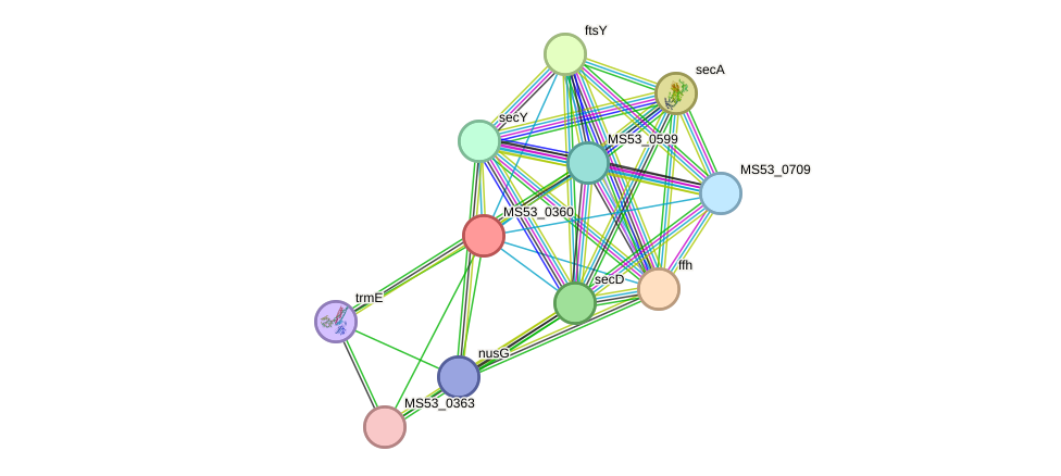 STRING protein interaction network