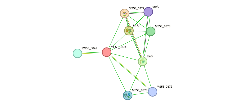 STRING protein interaction network