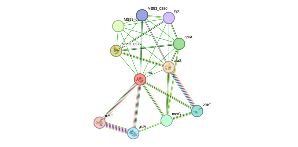 STRING protein interaction network