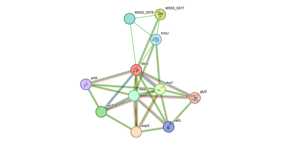 STRING protein interaction network