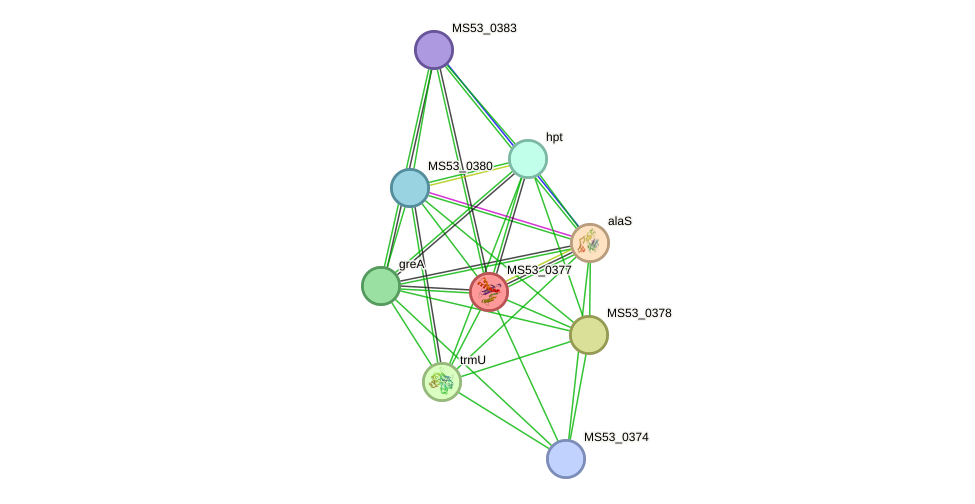 STRING protein interaction network